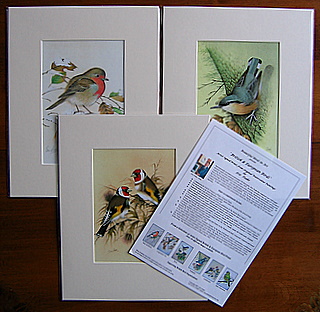 Robin Nuthatch Goldies with Backsheet
