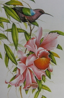 Sunbird & Orchids