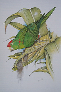 WaglersConure